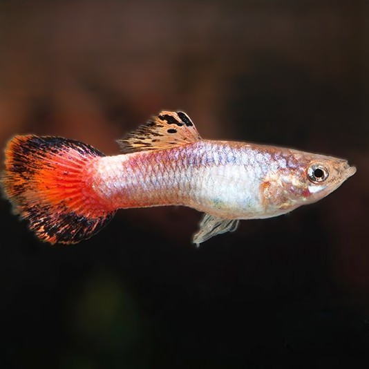 Poecilia ret.   Guppy coral tail XL